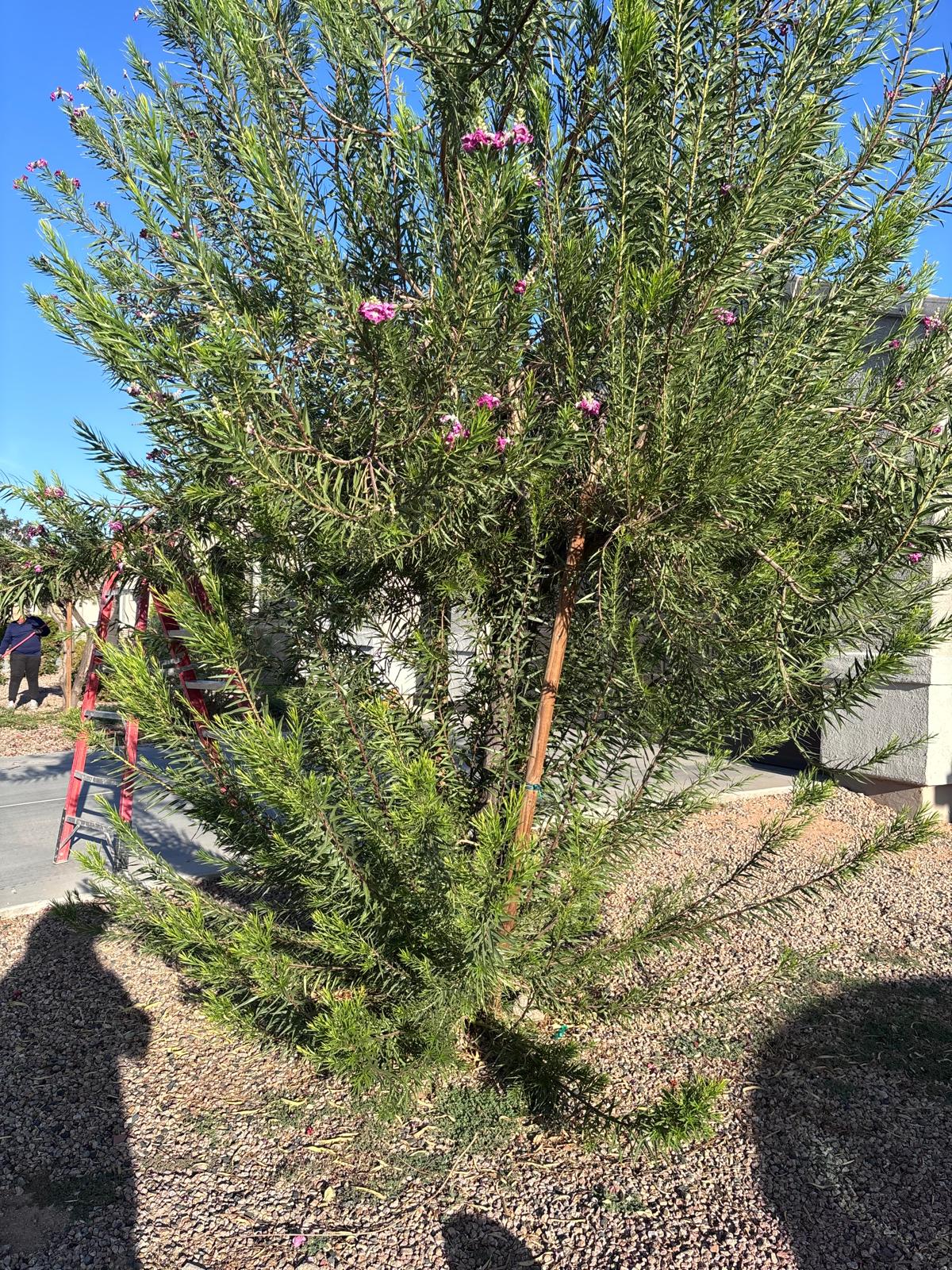 Plantas y diseño