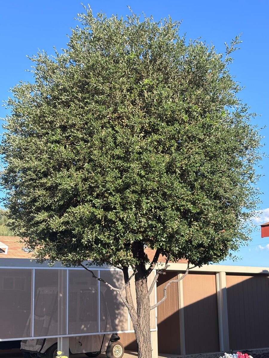 Poda de árbol · forma redonda y pareja