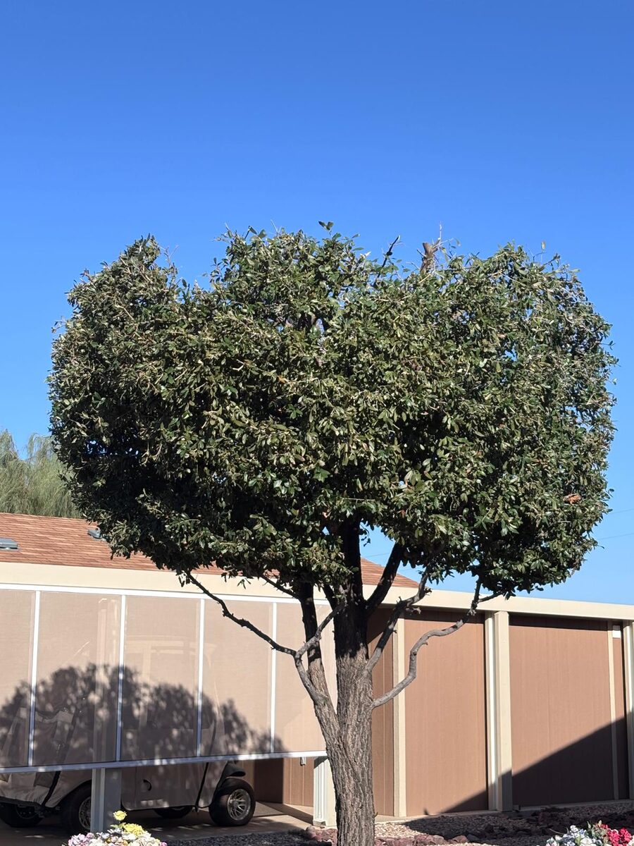Poda de árbol · copa limpia